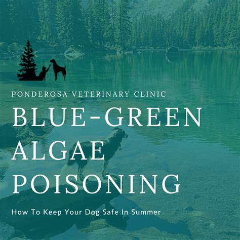 Blue-Green Algae Poisoning In Dogs | Ponderosa Veterinary Clinic