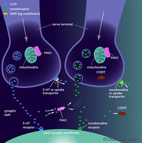 Tramadol A Treat: Differences between tricyclic antidepressants and SNRIs mechanism of action