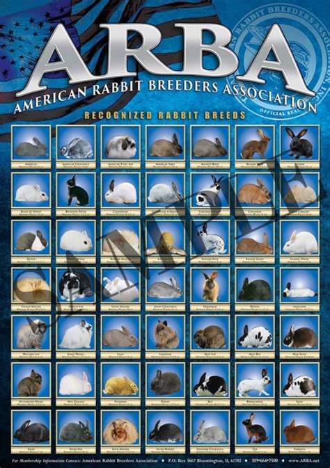 ARBA Rabbit Breeds Poster – ARBA