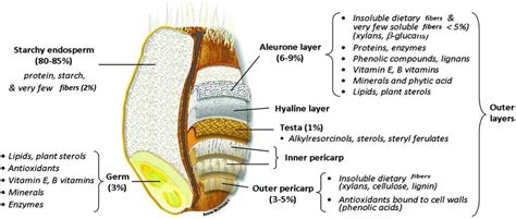 Frontiers | Wheat quality: A review on chemical composition, nutritional attributes, grain ...