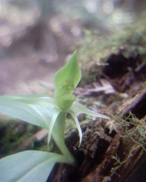 Orchid | Epiphytic orchid, at Kallista Vic, Chiloglottis Cor… | Flickr