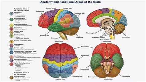 Neurofeedback training/therapy rewire the brain for success and health ...