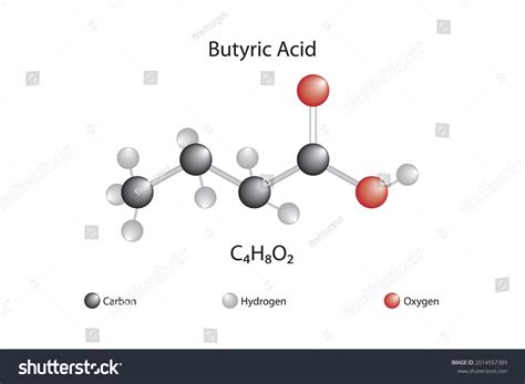 Molecular Formula Butyric Acid Chemical Structure Stock Vector (Royalty Free) 2014557389 ...