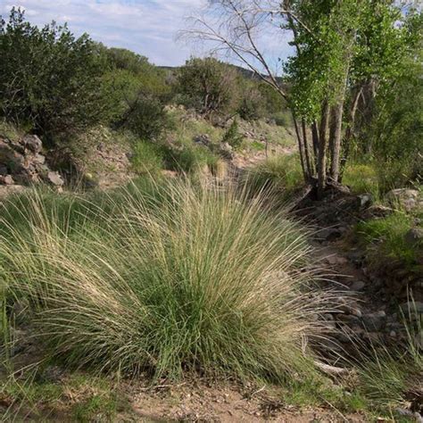 Deergrass Seed, Muhlenbergia rigens | Borderlands Plants