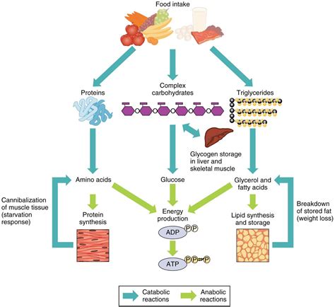 Catabolism|Stages |Rection| Annabolism | Metabolism | Chemistry |Byju's