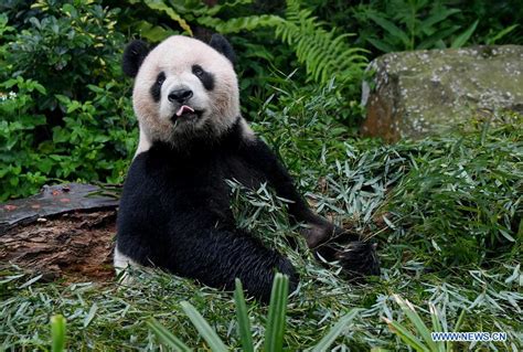 2 giant pandas at Taipei Zoo attract tourists- China.org.cn