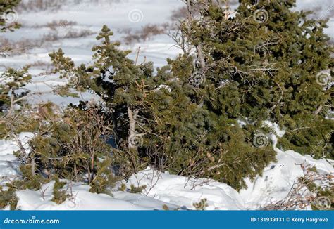 Hidden White-tailed Ptarmigan in Its Winter Plumage Stock Image - Image of christmas, elevation ...