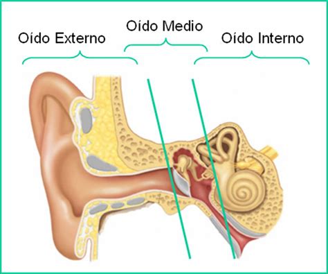 Cuales son las partes del oído