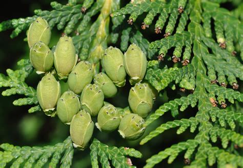 northern white cedar (UWEC 332 Day 1) · iNaturalist