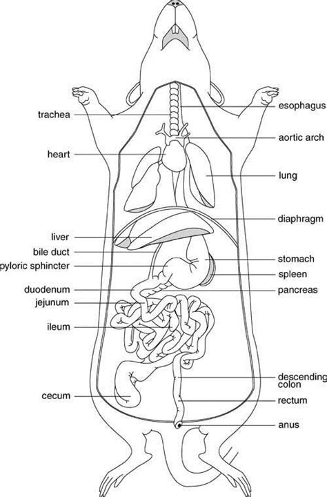 Pin by Polorey on partes de un raton | Biology lessons, Vet tech school ...