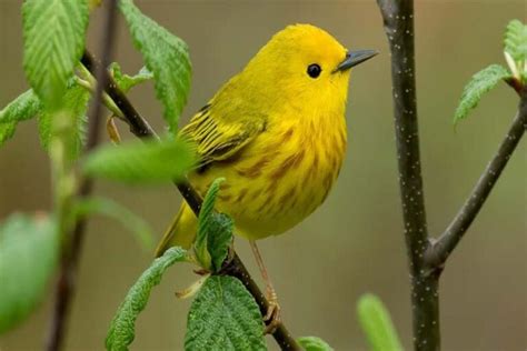 10 beautiful and remarkable yellow animals - Depth World