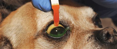 Can A Dogs Eye Ulcer Heal On Its Own