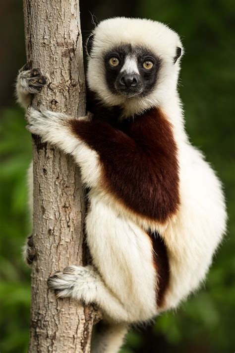 Lemur Coquerel'S Sifaka · Free photo on Pixabay