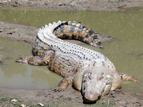 Free picture: saltwater crocodile