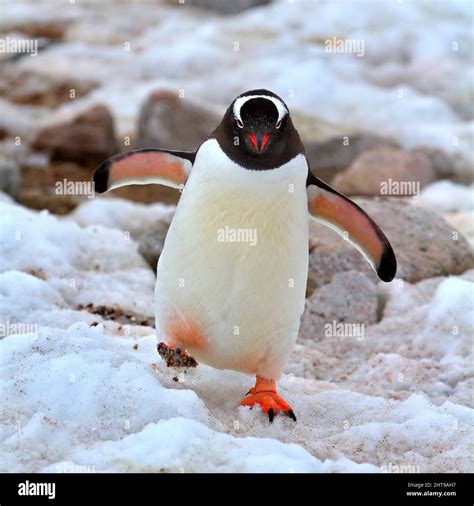 Penguin in its natural habitat in Antarctica Stock Photo - Alamy