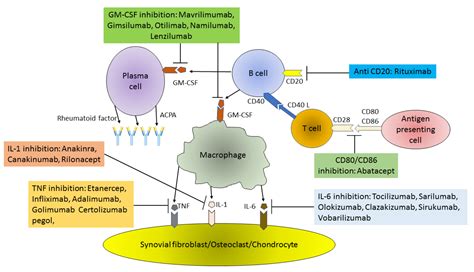 Cells | Free Full-Text | Biologic Drugs for Rheumatoid Arthritis in the ...