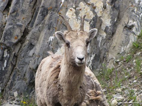 Destination Mike: Wildlife Seen in Banff National Park