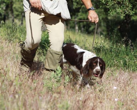 French Spaniel Guide: The Graceful Pointing Breed of France