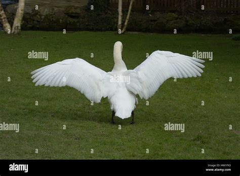 photo of a male Mute swan stretching his wing with silver birch trees in the background Stock ...