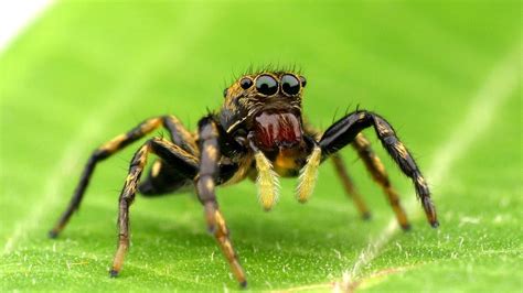 Little Jumping Spider from the Ecuadorian Amazon rainforest - YouTube