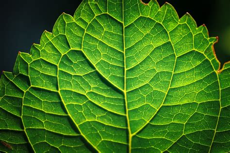 Leaf Veins Template Close - Free photo on Pixabay - Pixabay