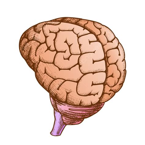 Gambar Anatomi Kepala Organ Otak Manusia Vektor Vintage, Konsep, Gambar Yg Tak Berarti, Di PNG ...