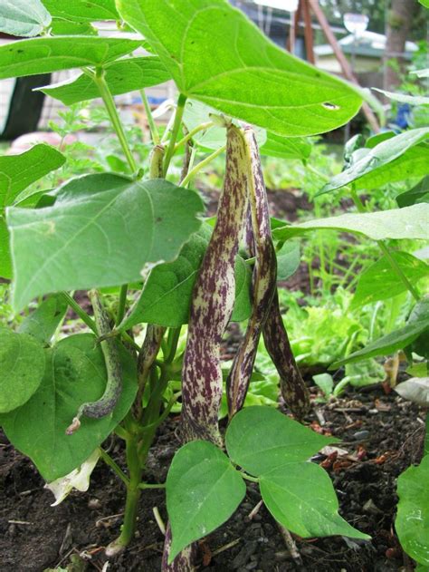 Dragon Tongue Bush Beans | Garden seeds, Heirloom seeds, Planting ...