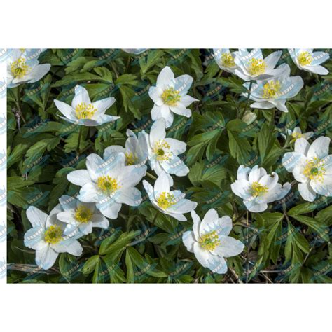 Wood anemone - edible cake topper