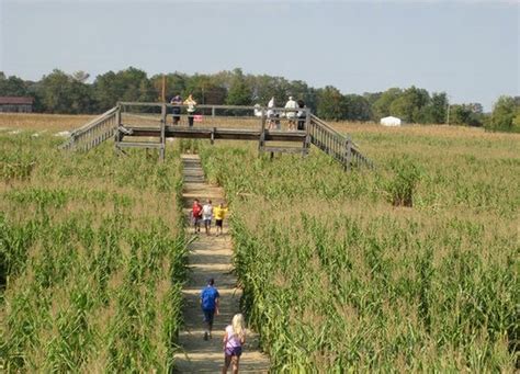 Ohio Corn Maze That's Also A Puzzle: Tom's Maze and Pumpkin Farm