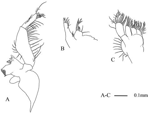 Two new species of the genus Anisomysis (Anisomysis) (Crustacea, Mysida ...