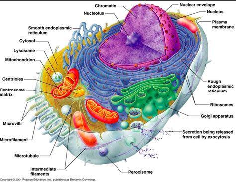 organelle Diagram | Quizlet