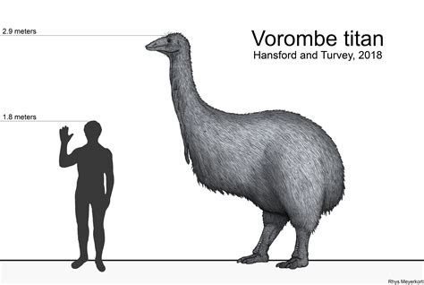 Vorombe titan: The Elephant Bird by Paleonerd01 on DeviantArt | Extinct animals, Bird, Elephant