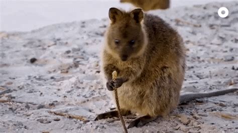 Quokka GIFs - Find & Share on GIPHY