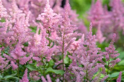 20 Low-Maintenance Perennials for Shade Gardens