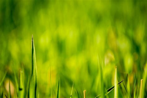 12 Beautiful Green Grass Field HD Wallpapers