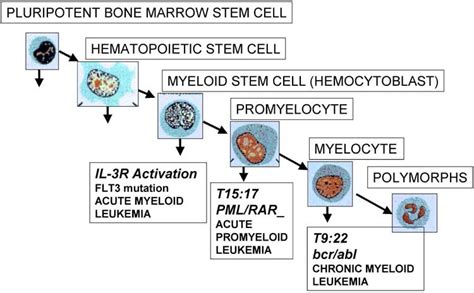 Gene translocation and stages of maturation arrest of three human... | Download Scientific Diagram