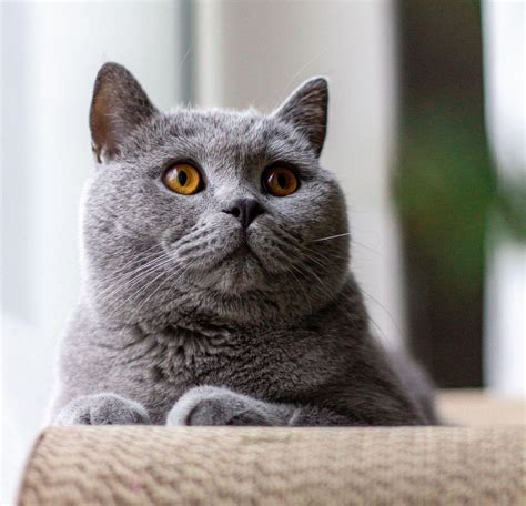 Bomk6 Discover the amazing beauty of the charming British Shorthair. - Newspaper World