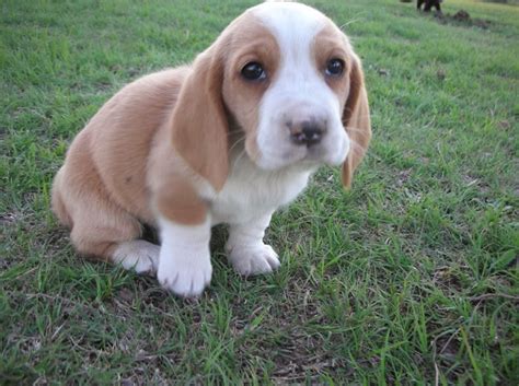 Dog Breeds Pictures Blog: Basset Hound Dog Puppies Pictures