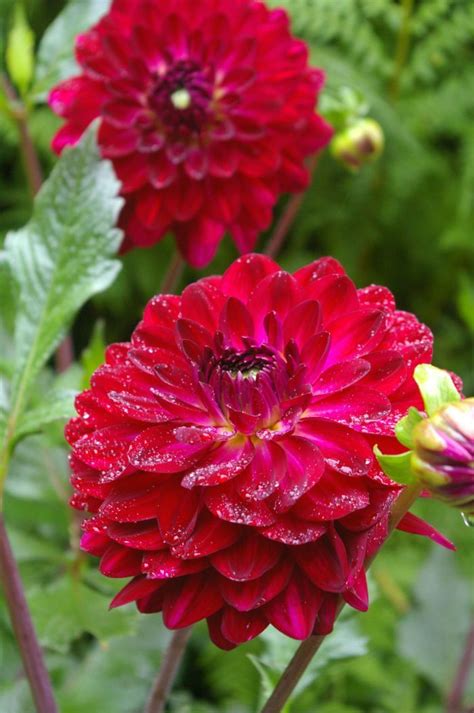 ~~Burgundy Dahlia ~ blooms all summer and can take the heat | Armstrong Garden Centers | Flowers ...