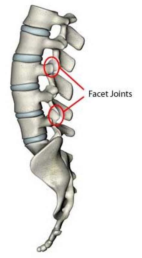 Pin on bones and nerves