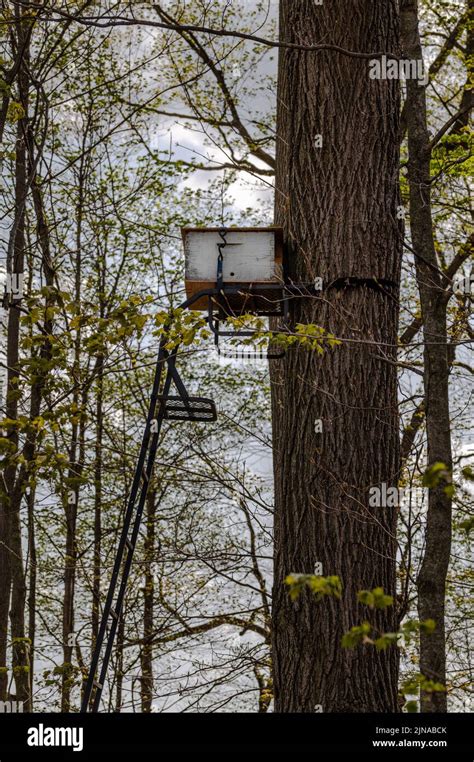 Side view of honey bee swarm trap set up in a tree stand in the woods Stock Photo - Alamy