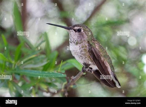 Female Anna's hummingbird (Calypte anna), Arizona Stock Photo - Alamy