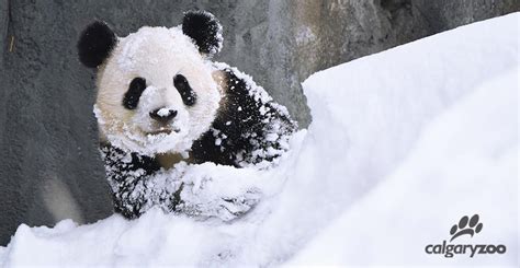 The pandas at the Calgary Zoo are enjoying their first snowfall (PHOTOS ...