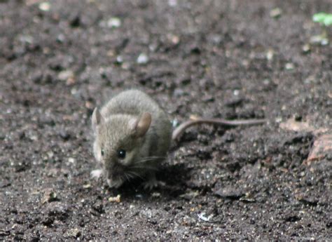 Wild mouse at Rotterdam Zoo - ZooChat