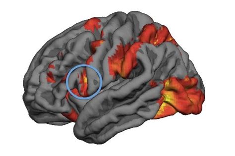 Mirror neuron activity predicts people’s decision-making in moral ...