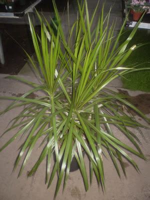 Plants are the Strangest People: Fall Guy (Dracaena marginata)