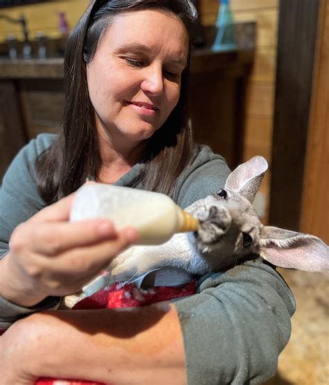 Baby Kangaroo Bottle Feeding - Ocoee Riverside Farm