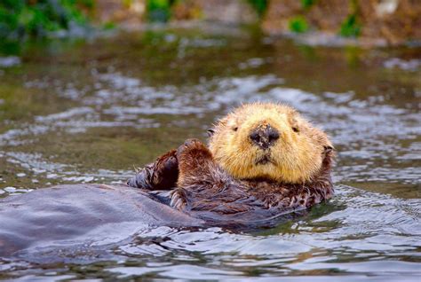 Sea Otters’ Failure to Thrive Confounds Researchers - The New York Times