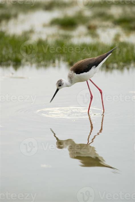 black winged stilt 12201959 Stock Photo at Vecteezy