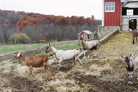 Sheep & Goats | Agriculture and Markets